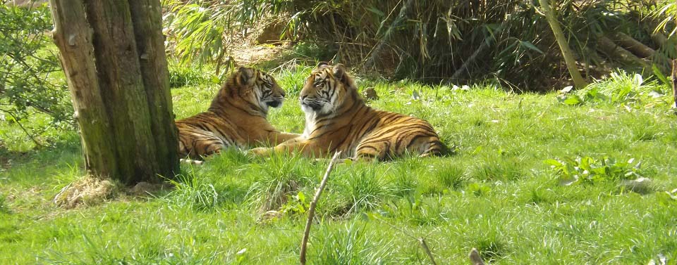 Cumbria Tigers image