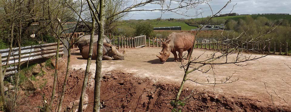 Cumbria Rhinos image
